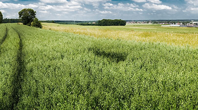 Photo du terrain n°190 à AMBLAINVILLE